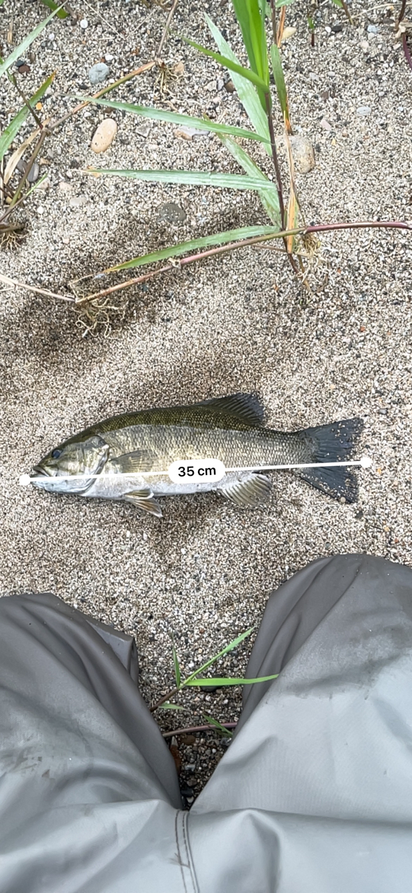 スモールマウスバス