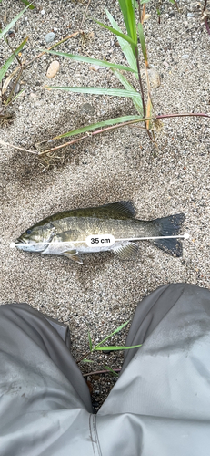 スモールマウスバスの釣果