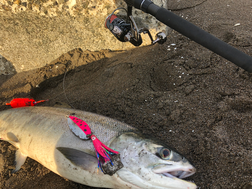 アキアジの釣果