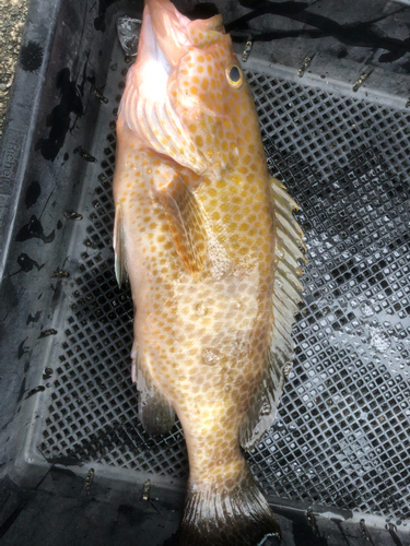 オオモンハタの釣果