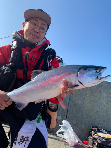 カラフトマスの釣果