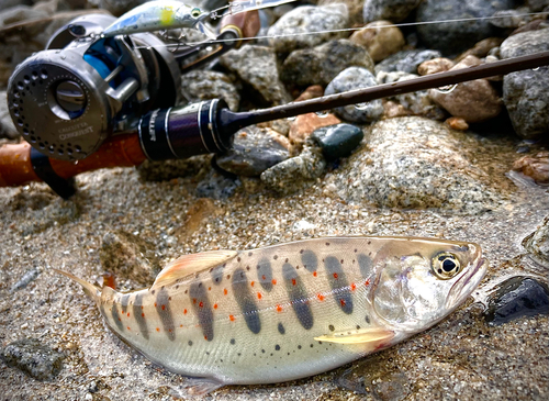 アマゴの釣果