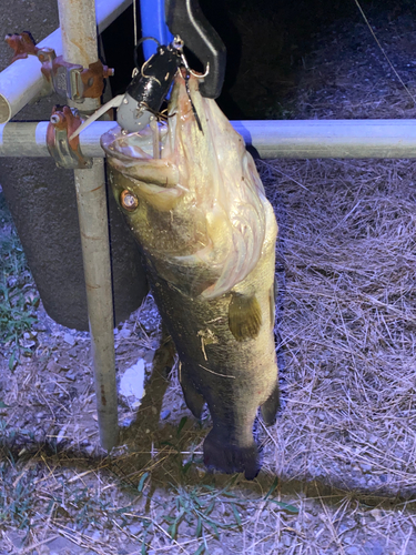 ラージマウスバスの釣果