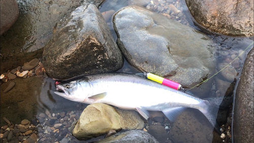 カラフトマスの釣果