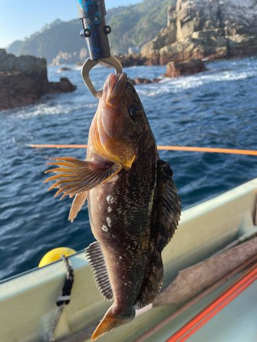 アイナメの釣果