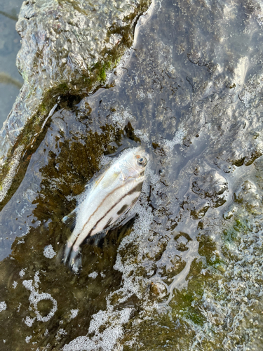 コトヒキの釣果