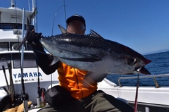 ビンチョウマグロの釣果