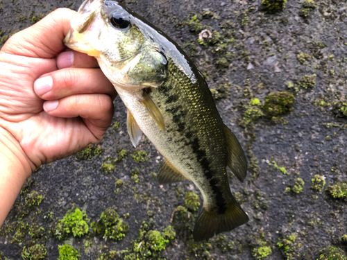 ラージマウスバスの釣果