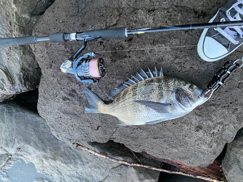 クロダイの釣果