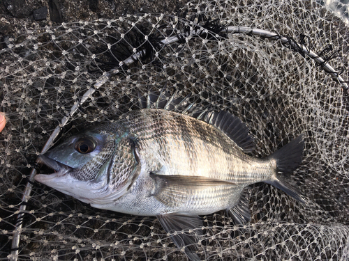 チヌの釣果