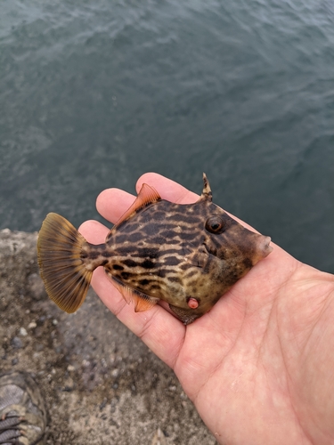 カワハギの釣果