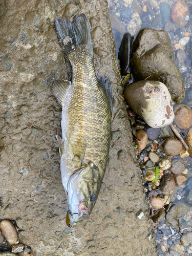 スモールマウスバスの釣果