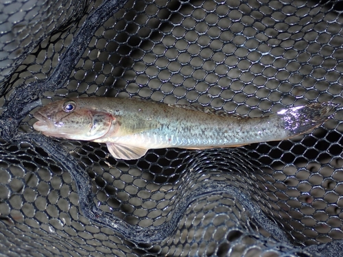 マハゼの釣果