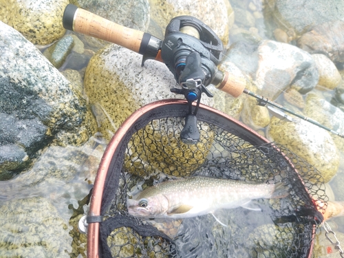 イワナの釣果