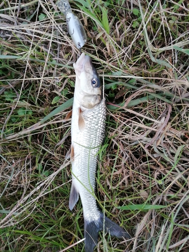 ニゴイの釣果