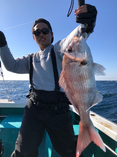 マダイの釣果