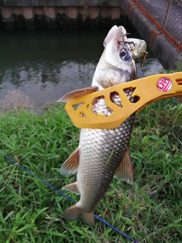 ニゴイの釣果