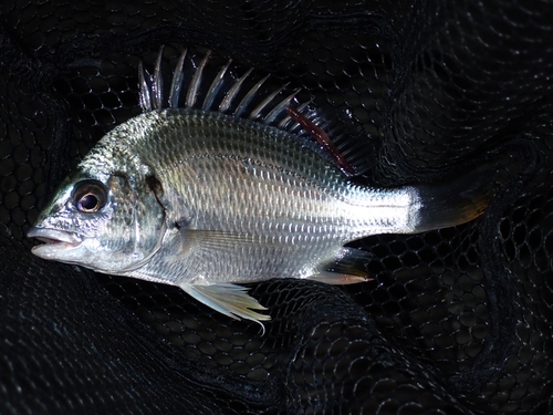 キビレの釣果