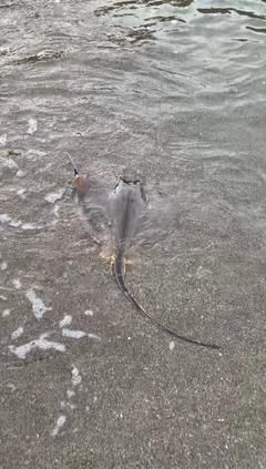 アカエイの釣果