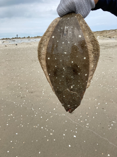 ソゲの釣果