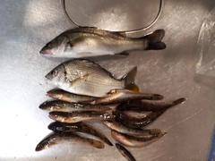ハゼの釣果