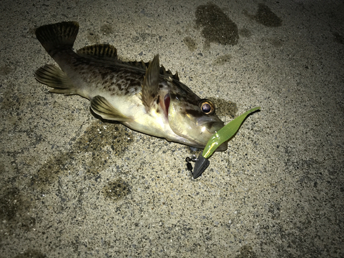 ドンコの釣果