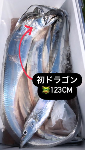 タチウオの釣果