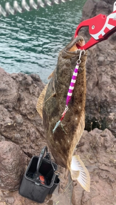 ヒラメの釣果