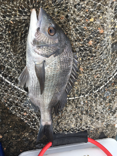 チヌの釣果