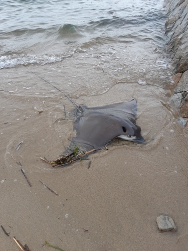 ナルトビエイの釣果