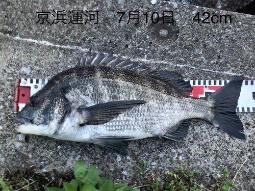 クロダイの釣果