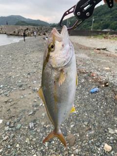 シオの釣果