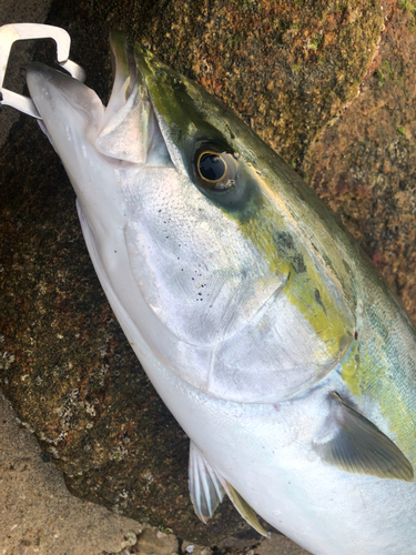 ハマチの釣果