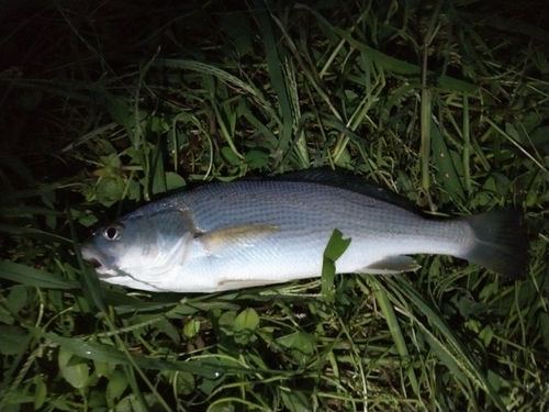 イシモチの釣果