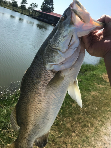 バラマンディの釣果