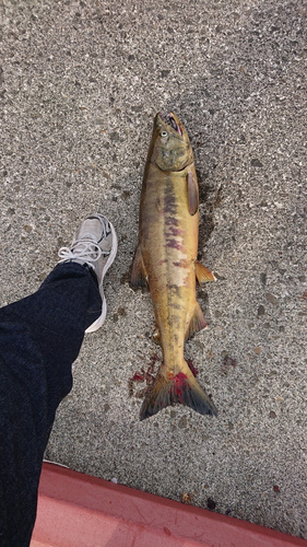 アキアジの釣果