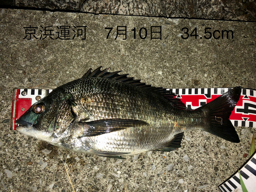 クロダイの釣果