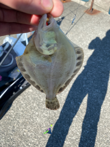 マツカワの釣果