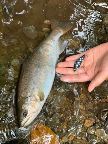 アマゴの釣果