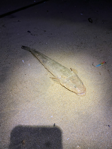 マゴチの釣果