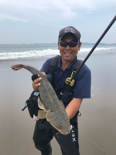 マゴチの釣果