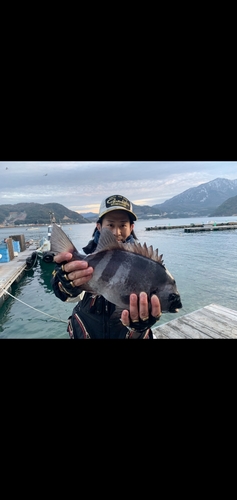 イシダイの釣果