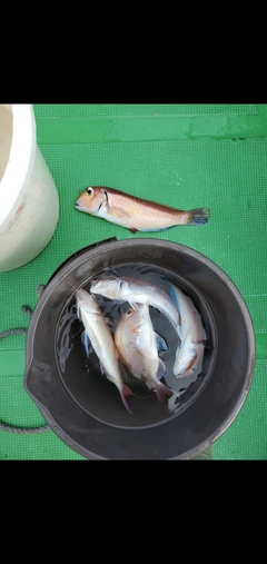 アマダイの釣果