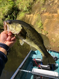 ラージマウスバスの釣果