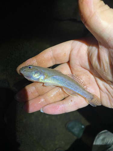 ハゼの釣果