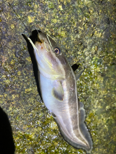 ゴンズイの釣果