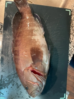 マハタの釣果