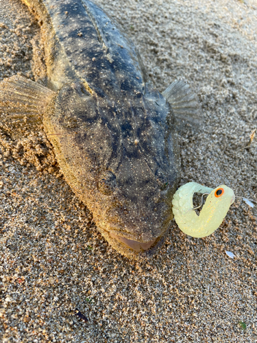 マゴチの釣果