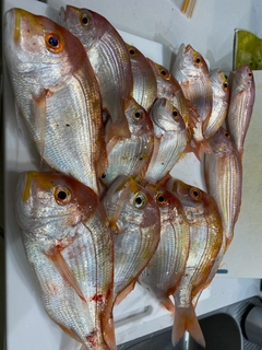 レンコダイの釣果