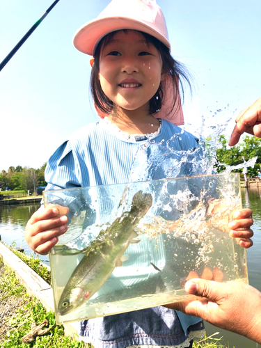 ニジマスの釣果